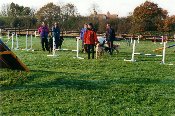 Dogs doing Agility