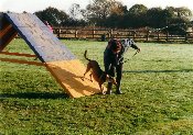 Dogs doing agility